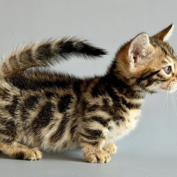 Munchkin Alva Xylora