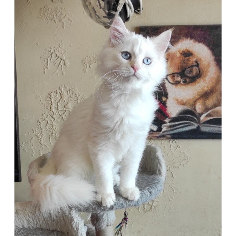 Siberian REZ Zveroboy