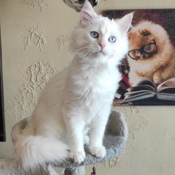Siberian REZ Zveroboy