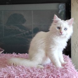 Siberian REZ Zveroboy
