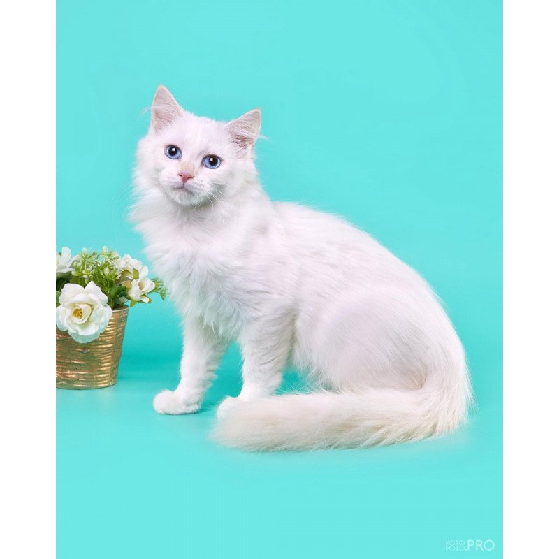 Siberian REZ Zveroboy