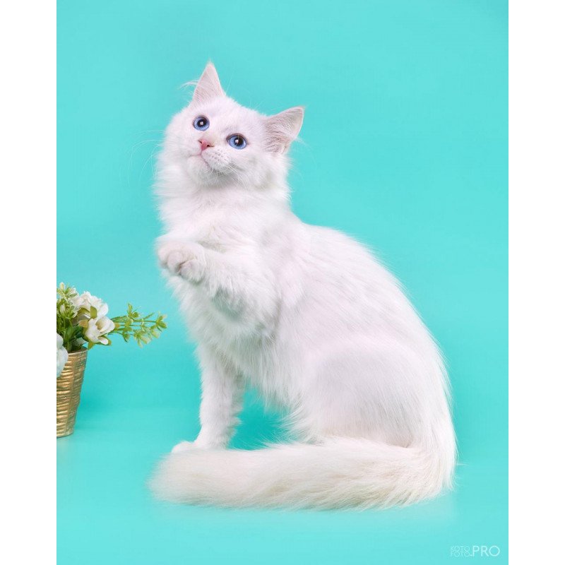 Siberian REZ Zveroboy