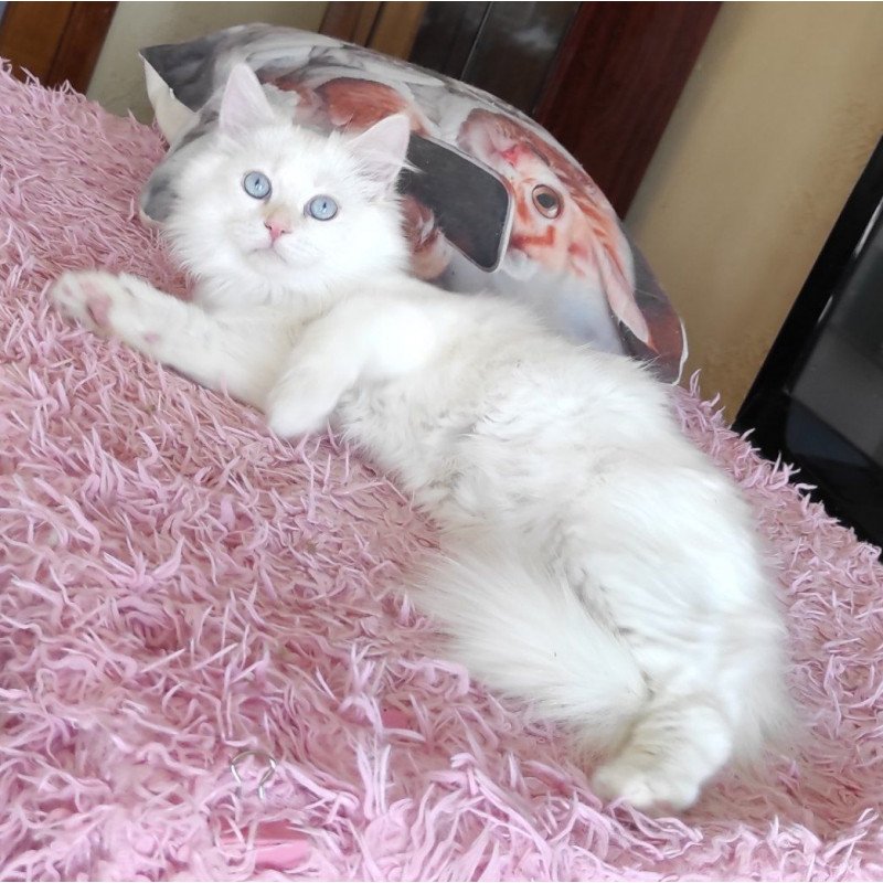 Siberian REZ Zveroboy