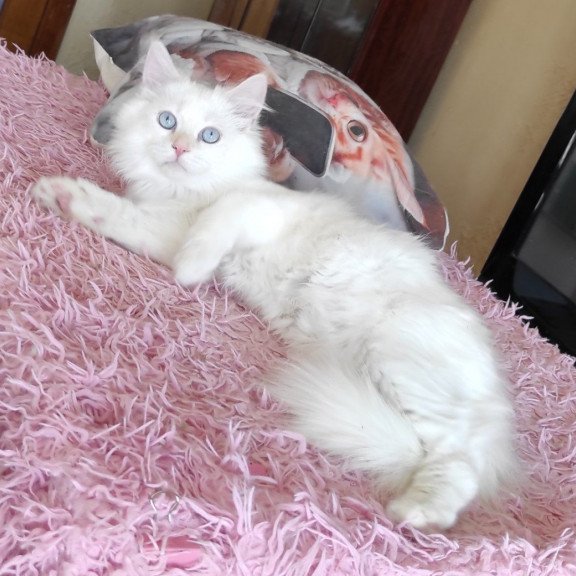 Siberian REZ Zveroboy