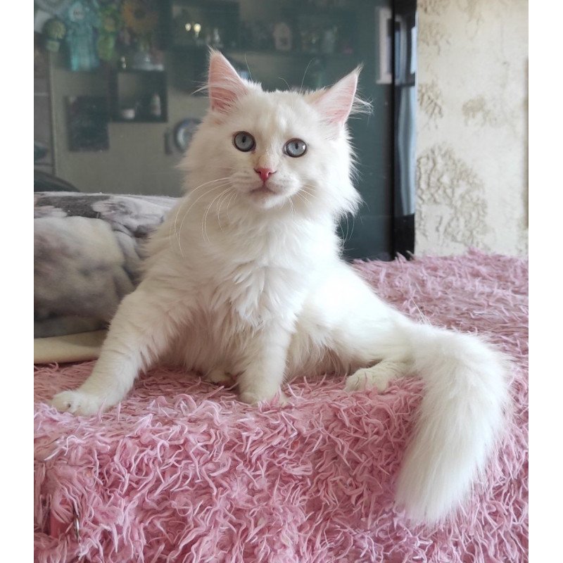 Siberian REZ Zveroboy