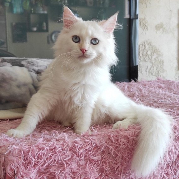 Siberian REZ Zveroboy