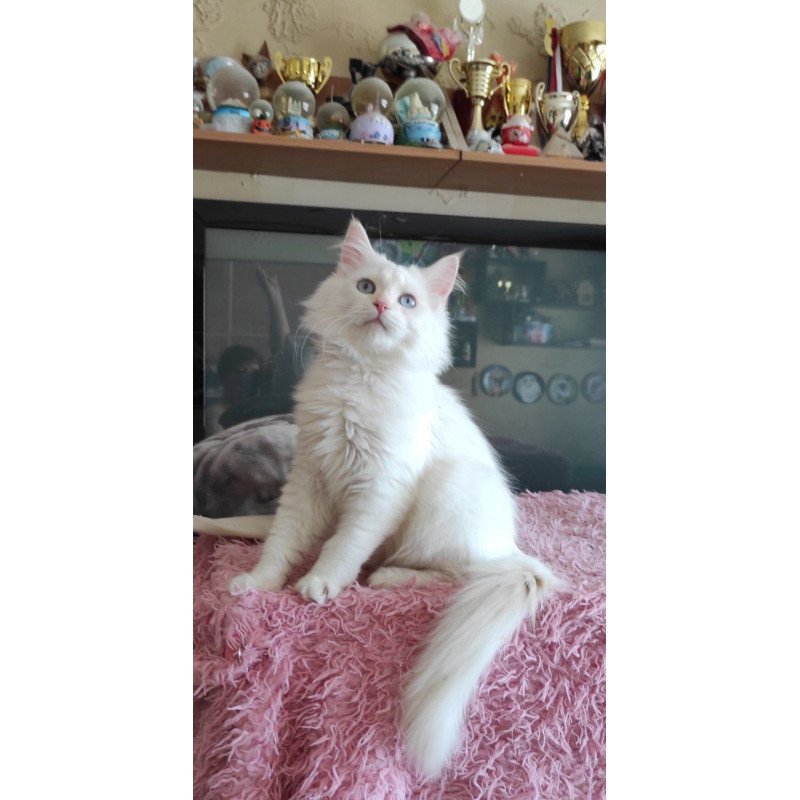 Siberian REZ Zveroboy