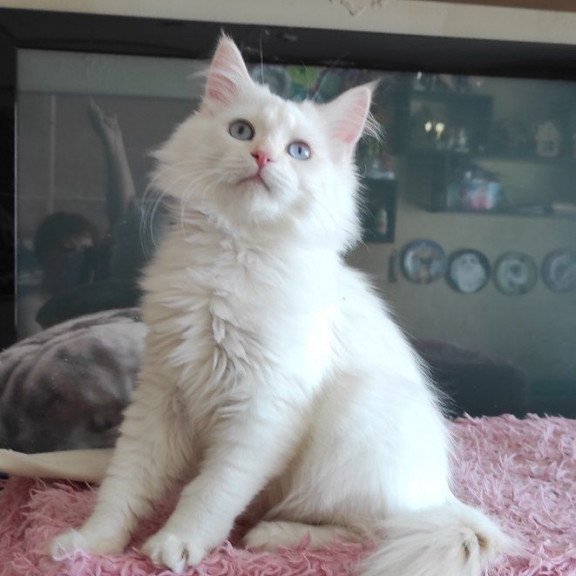 Siberian REZ Zveroboy
