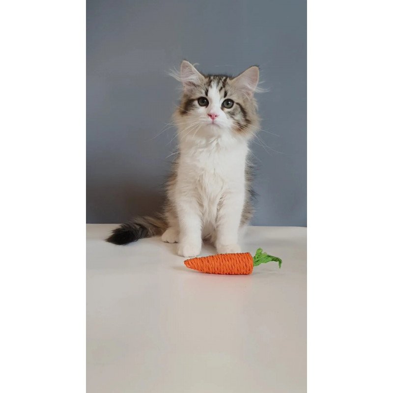 Siberian REZ Chocolate