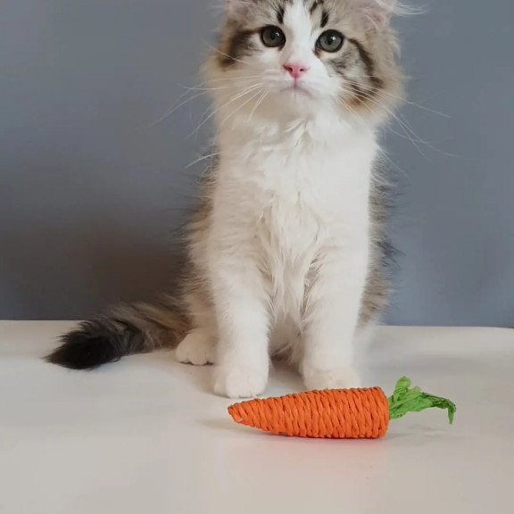 Siberian REZ Chocolate