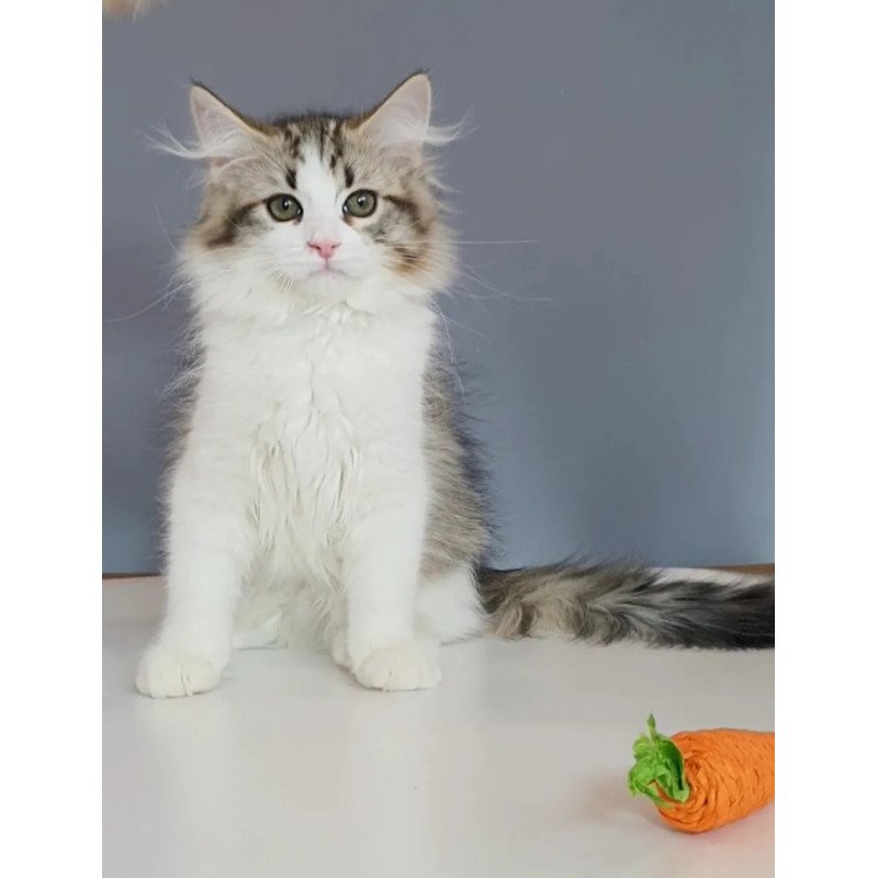 Siberian REZ Chocolate