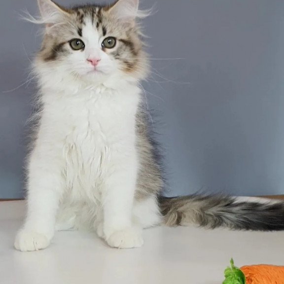 Siberian REZ Chocolate