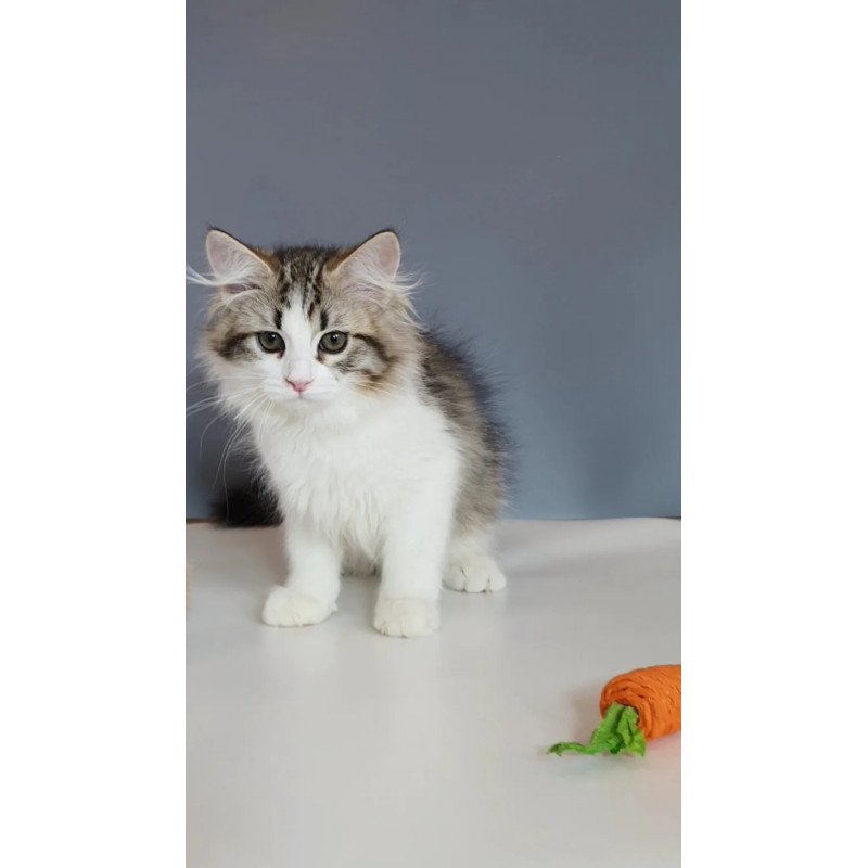 Siberian REZ Chocolate