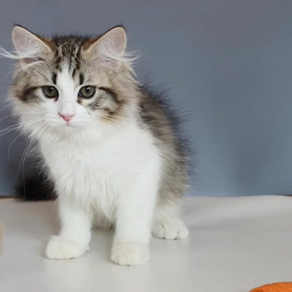 Siberian REZ Chocolate