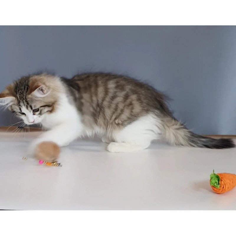 Siberian REZ Chocolate