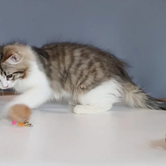 Siberian REZ Chocolate