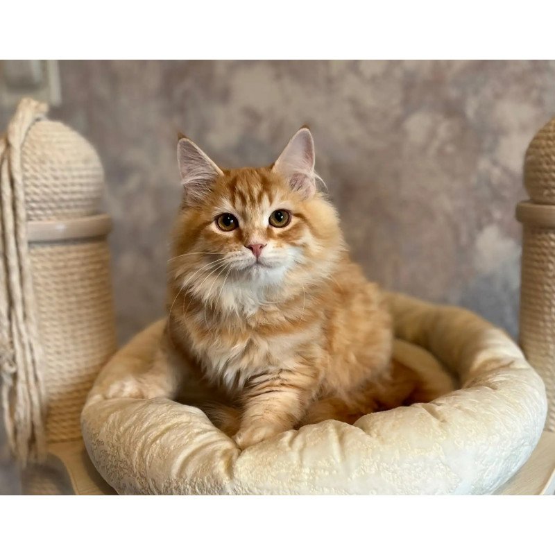 Siberian REZ Waldemurr