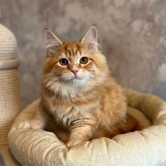Siberian REZ Waldemurr