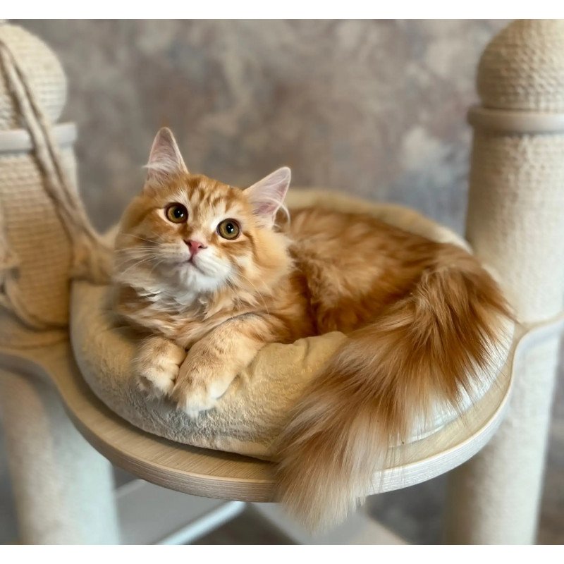 Siberian REZ Waldemurr