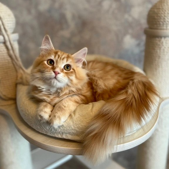 Siberian REZ Waldemurr