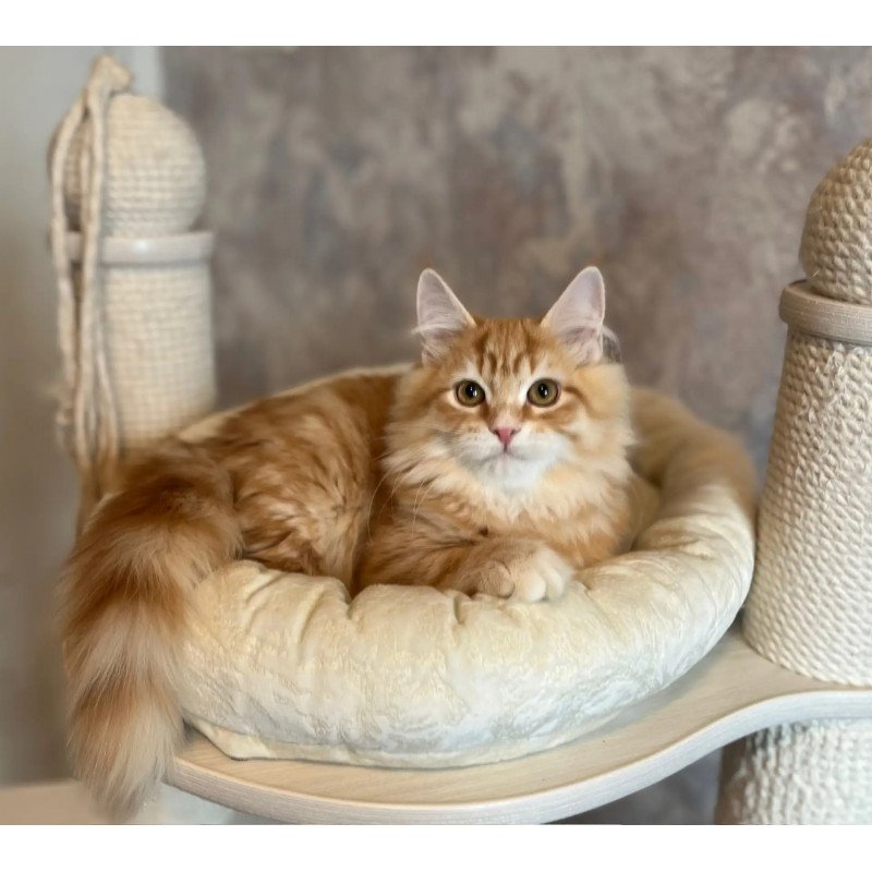 Siberian REZ Waldemurr