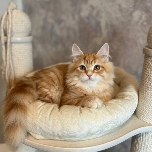 Siberian REZ Waldemurr