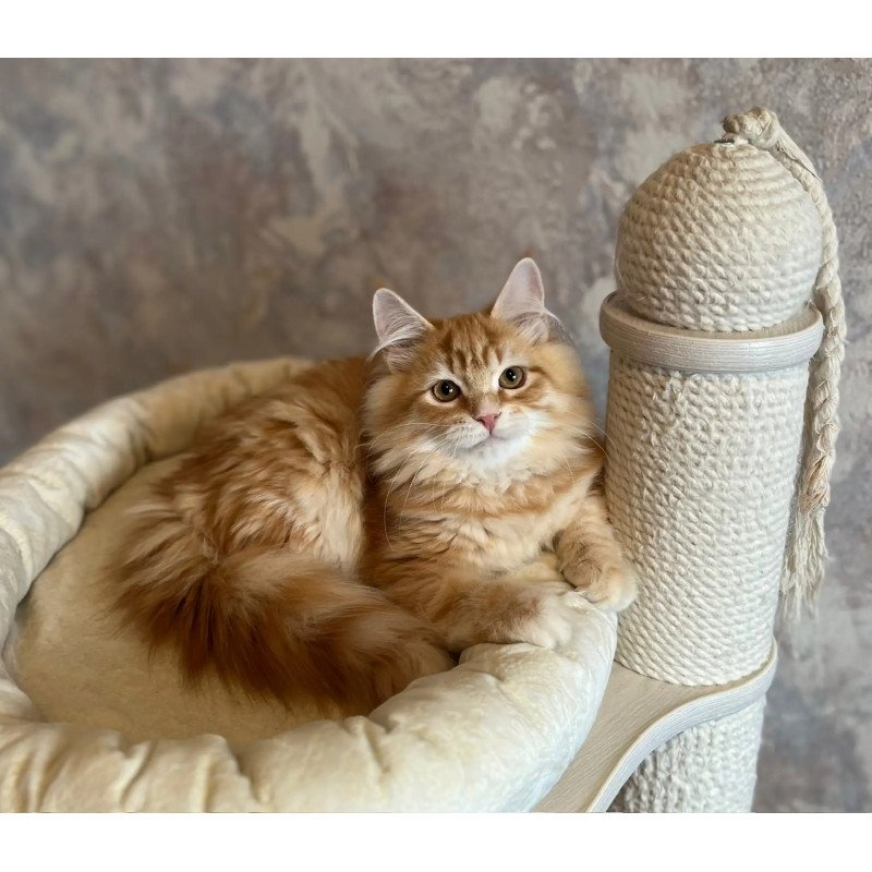 Siberian REZ Waldemurr