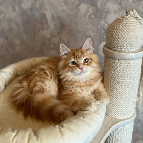 Siberian REZ Waldemurr