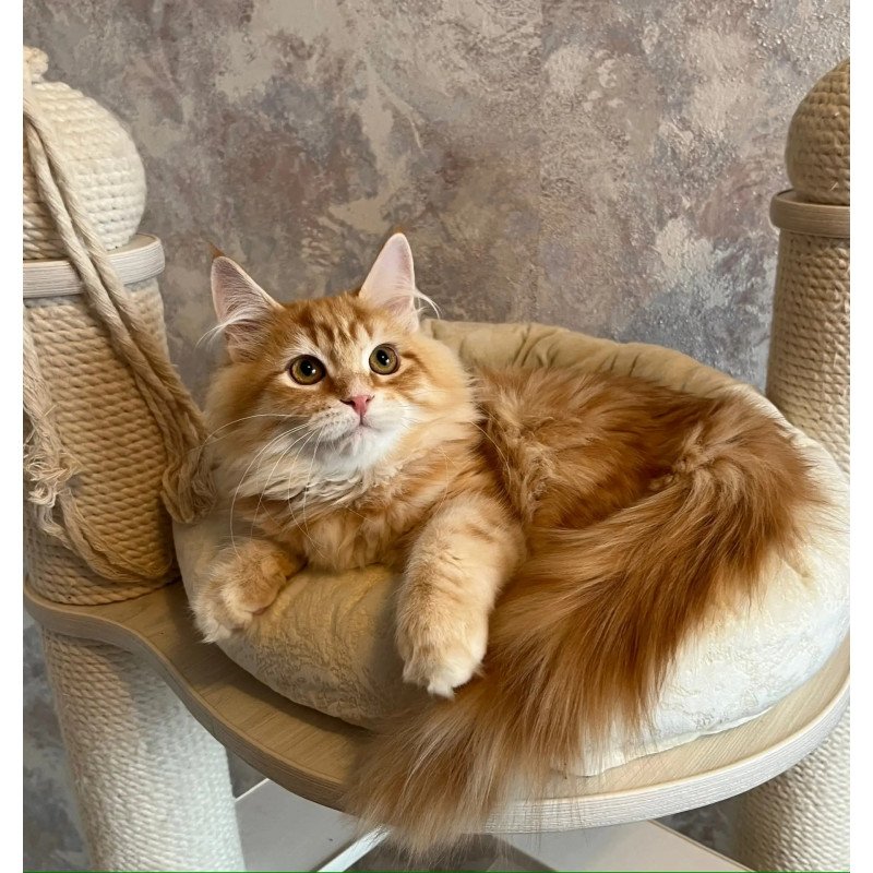 Siberian REZ Waldemurr