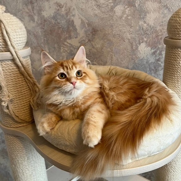 Siberian REZ Waldemurr