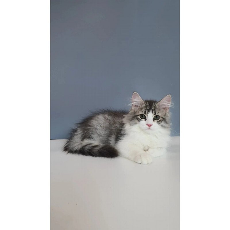 Siberian REZ Camelot