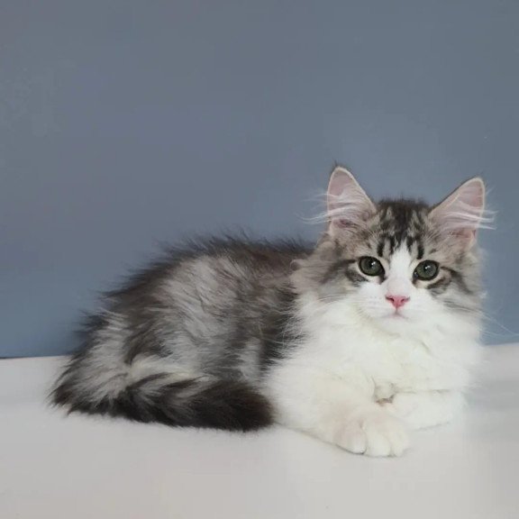 Siberian REZ Camelot