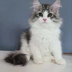 Siberian REZ Camelot