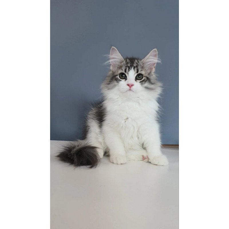 Siberian REZ Camelot