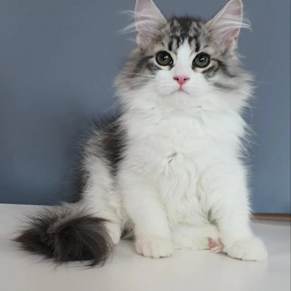 Siberian REZ Camelot