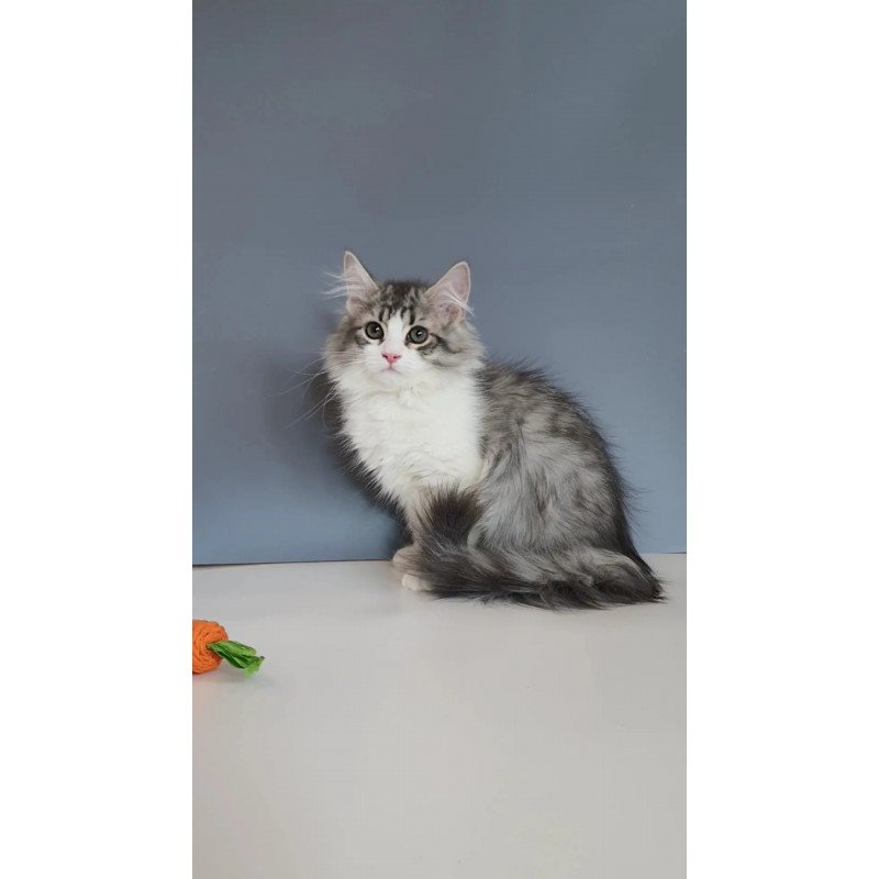 Siberian REZ Camelot