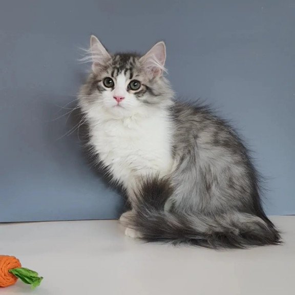 Siberian REZ Camelot