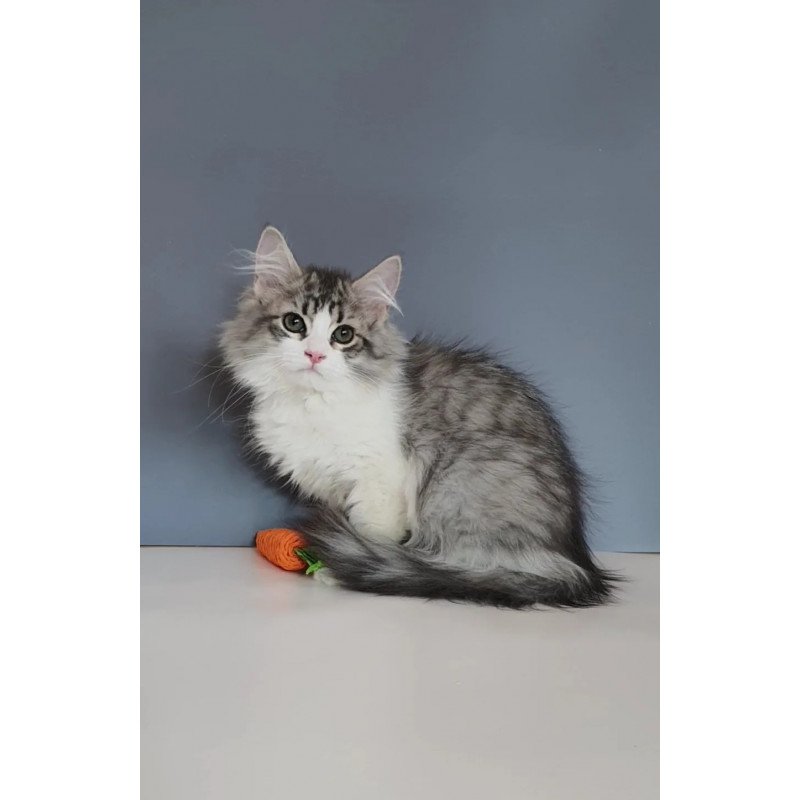 Siberian REZ Camelot