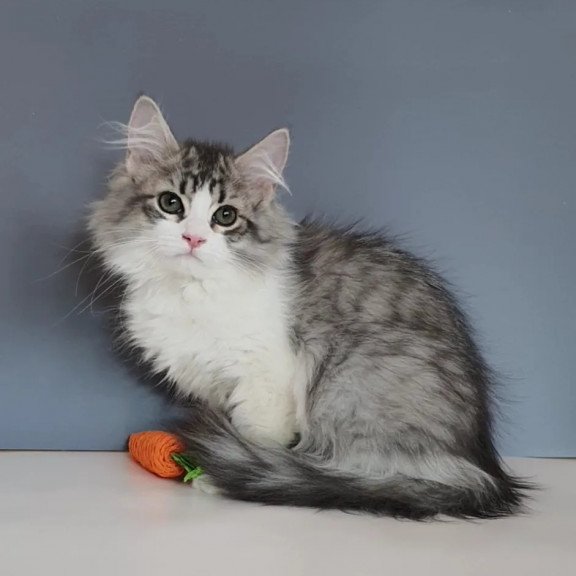 Siberian REZ Camelot