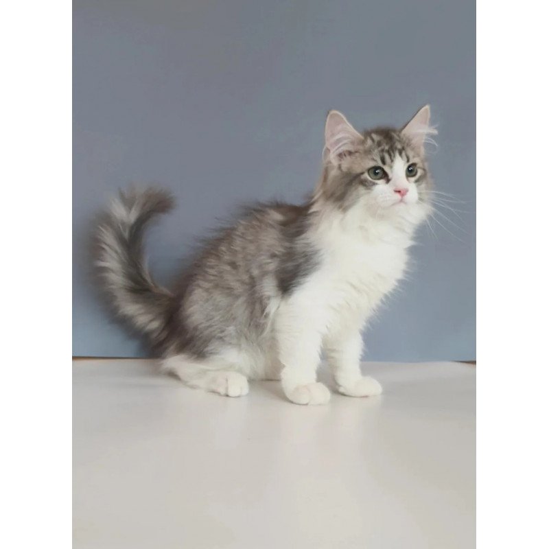 Siberian REZ Camelot