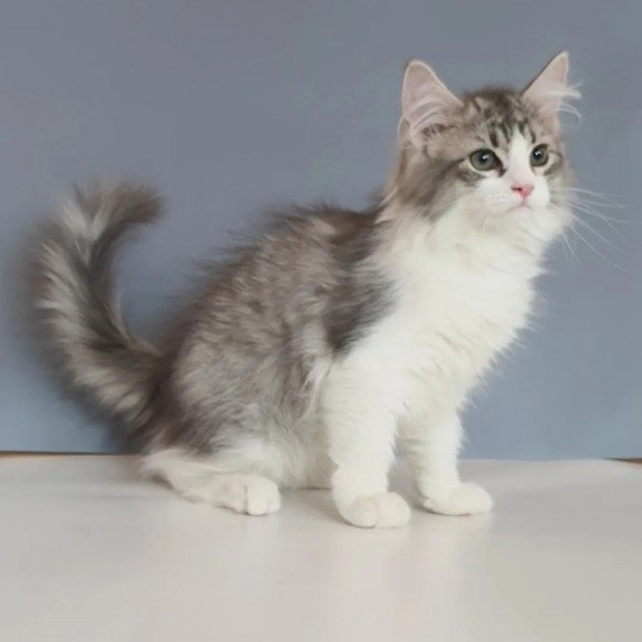 Siberian REZ Camelot