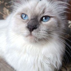 Siberian REZ Thea