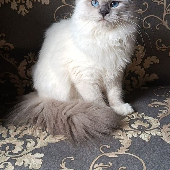 Siberian REZ Thea