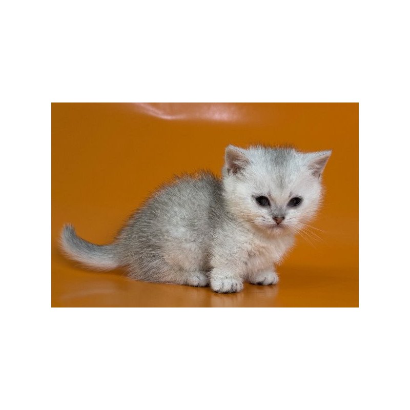 Munchkin Alva Zur