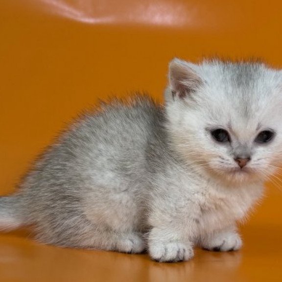 Munchkin Alva Zur