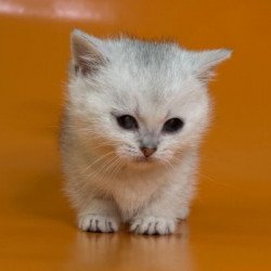 Munchkin Alva Zur