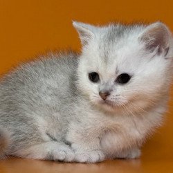 Munchkin Alva Zur