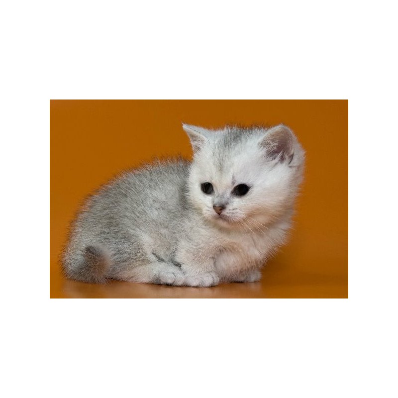 Munchkin Alva Zur