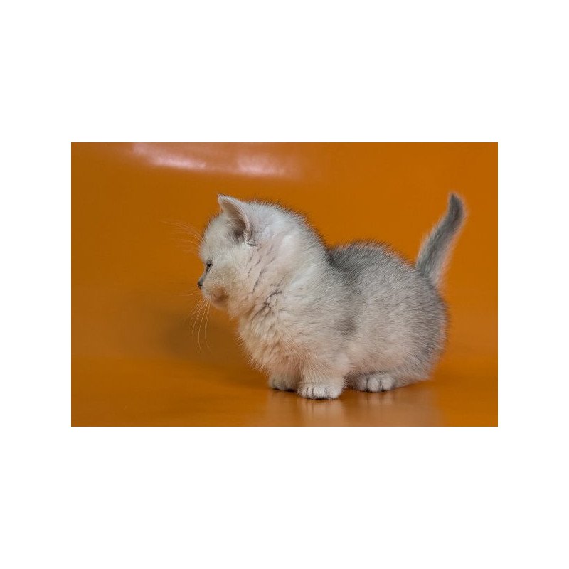 Munchkin Alva Zur