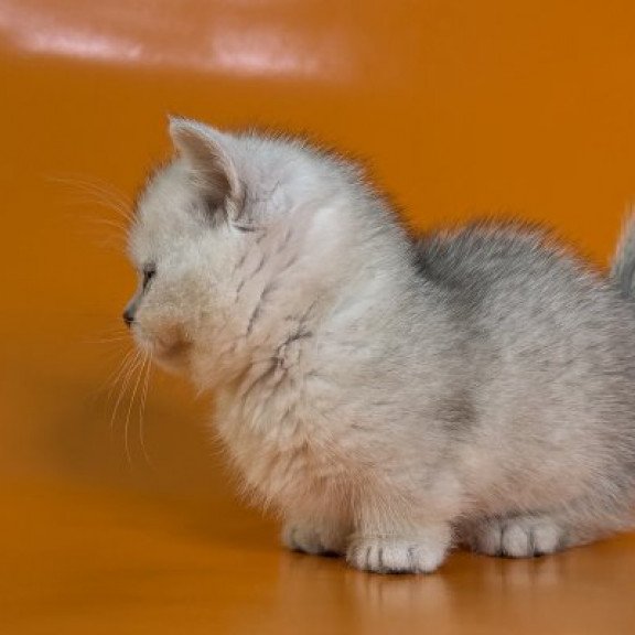 Munchkin Alva Zur